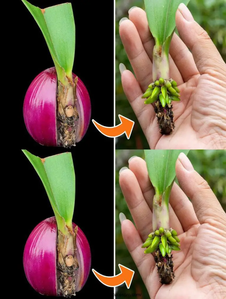 Magic Way to Help Orchids Push Roots and Young Leaves Instantly.