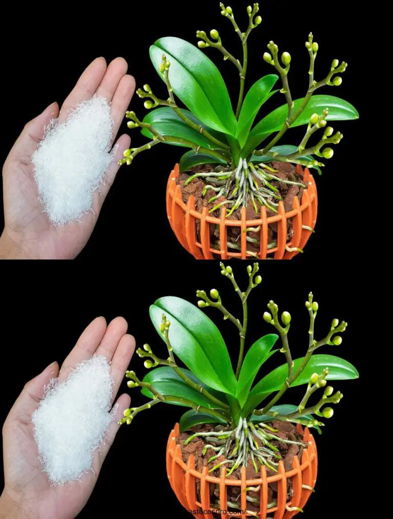 ¡Paté una cuchara por las raíces! Las curiosas orquídeas florecen todo el año.