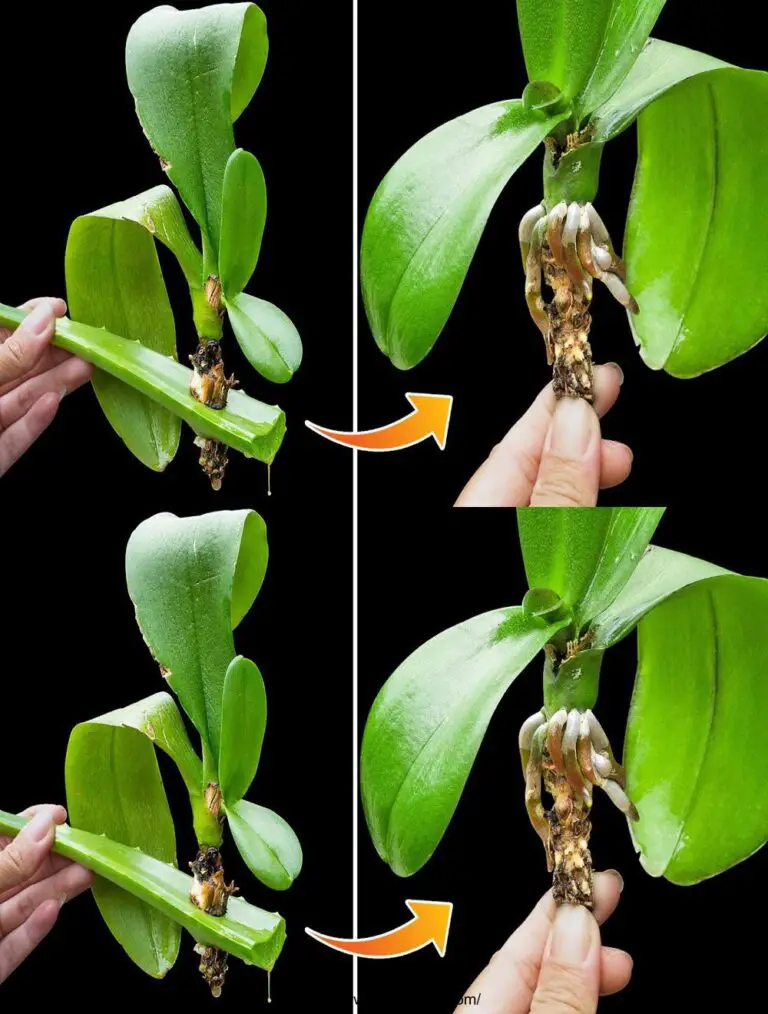 Revitalización de la orquídea milagrosa Método Empuja plantas muertas instantáneamente