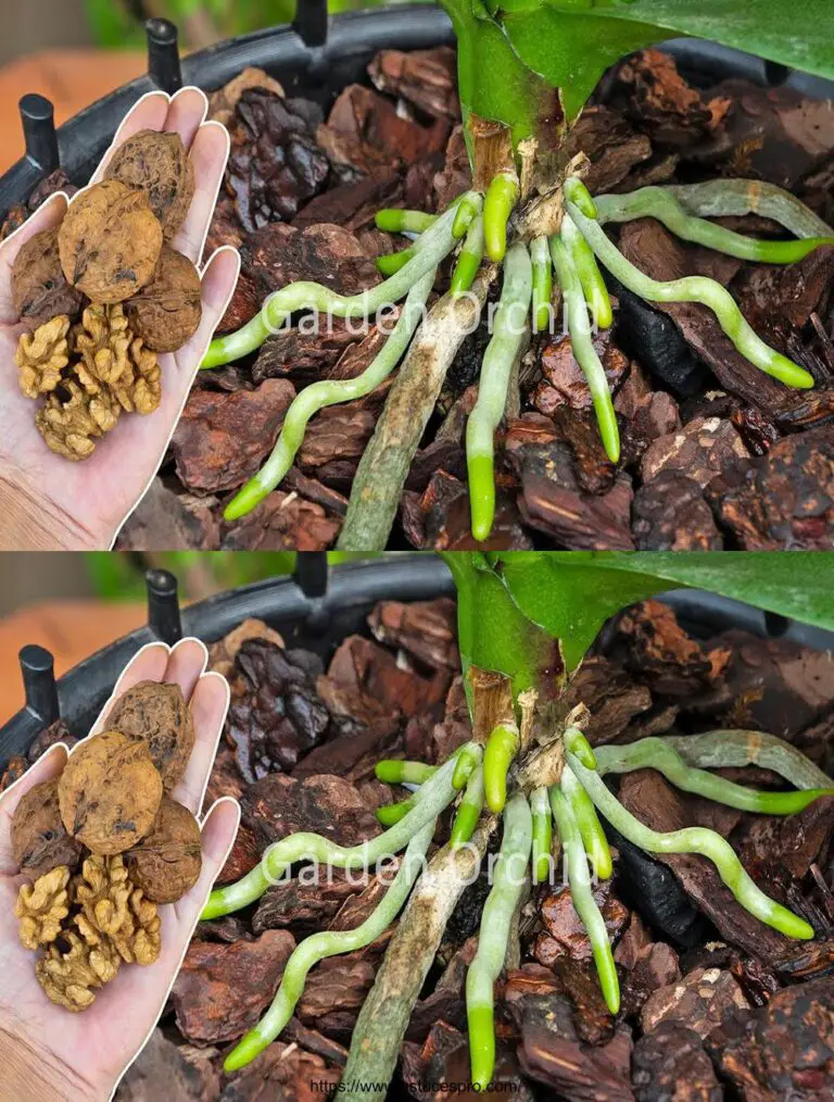 ¡Sólo una fruta! Las raíces de la orquídea crecieron al instante como una flecha y florecieron.