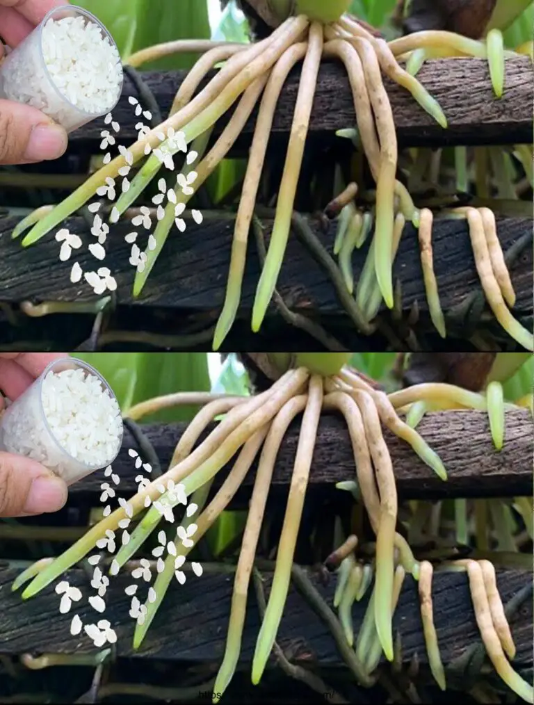 Pocas personas saben! Esto ayudará a la orquídea a escotillar inmediatamente.