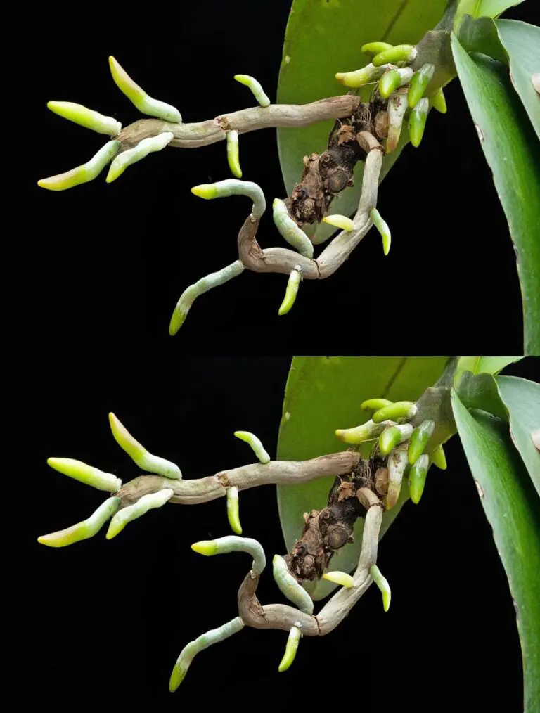 Nuevo truco para cultivar tus viejas orquídeas 200 veces más rápido y flor continuamente