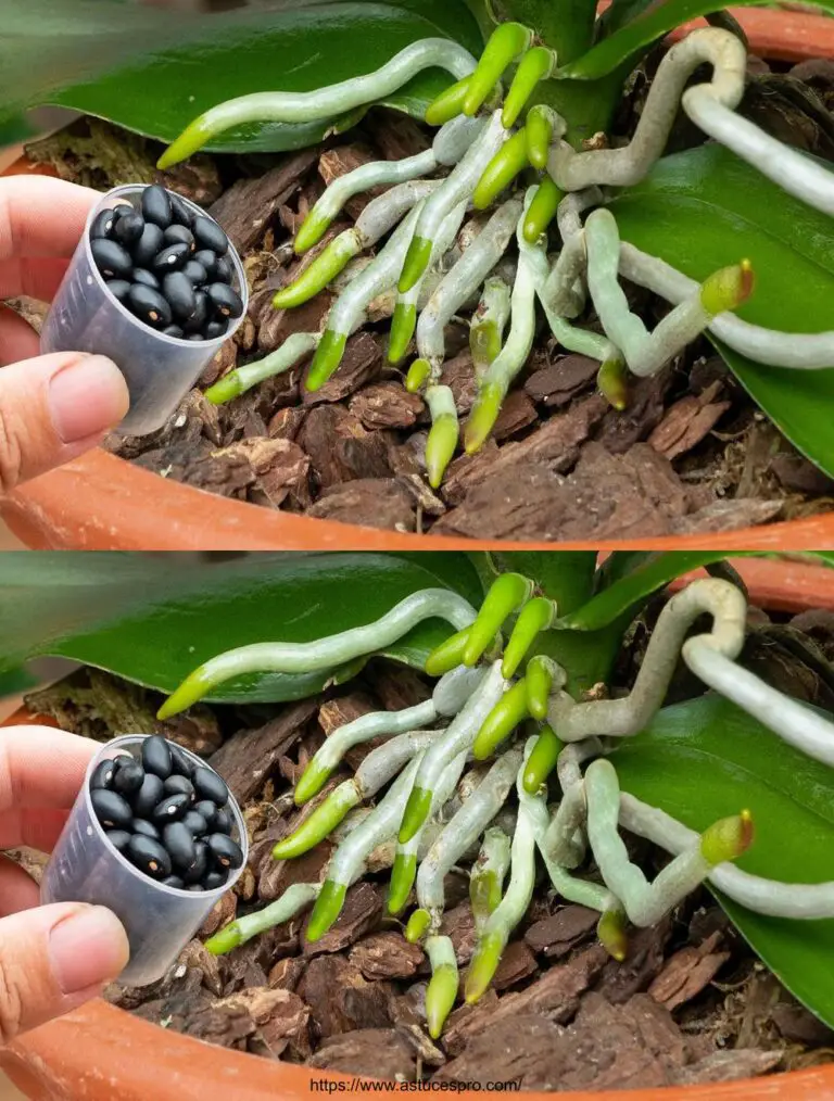 Con sólo 1 taza, la vieja olla de orquídea tomará raíz y florecerá bellamente