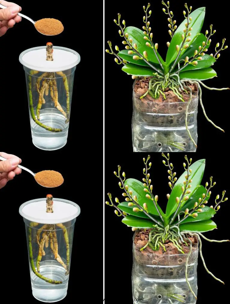 Añadiendo una cuchara en el agua, las orquídeas marchitas renacen y florecen hermosamente.