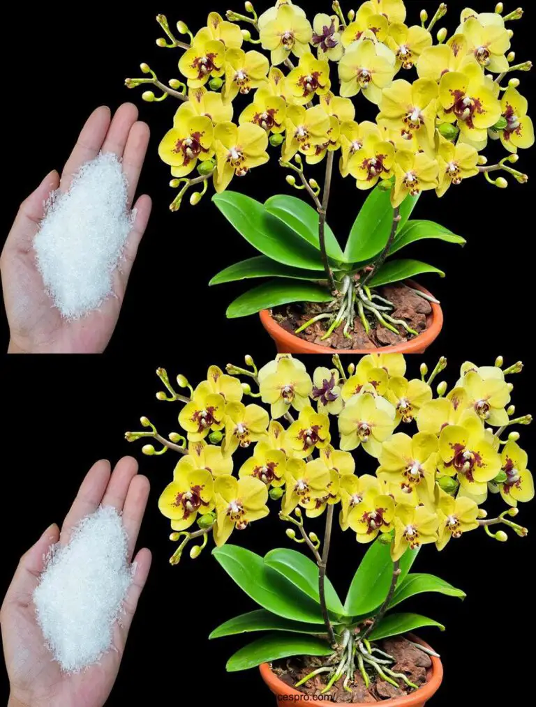 Espolvorear una cuchara de esto y de repente cada orquídea florece constantemente