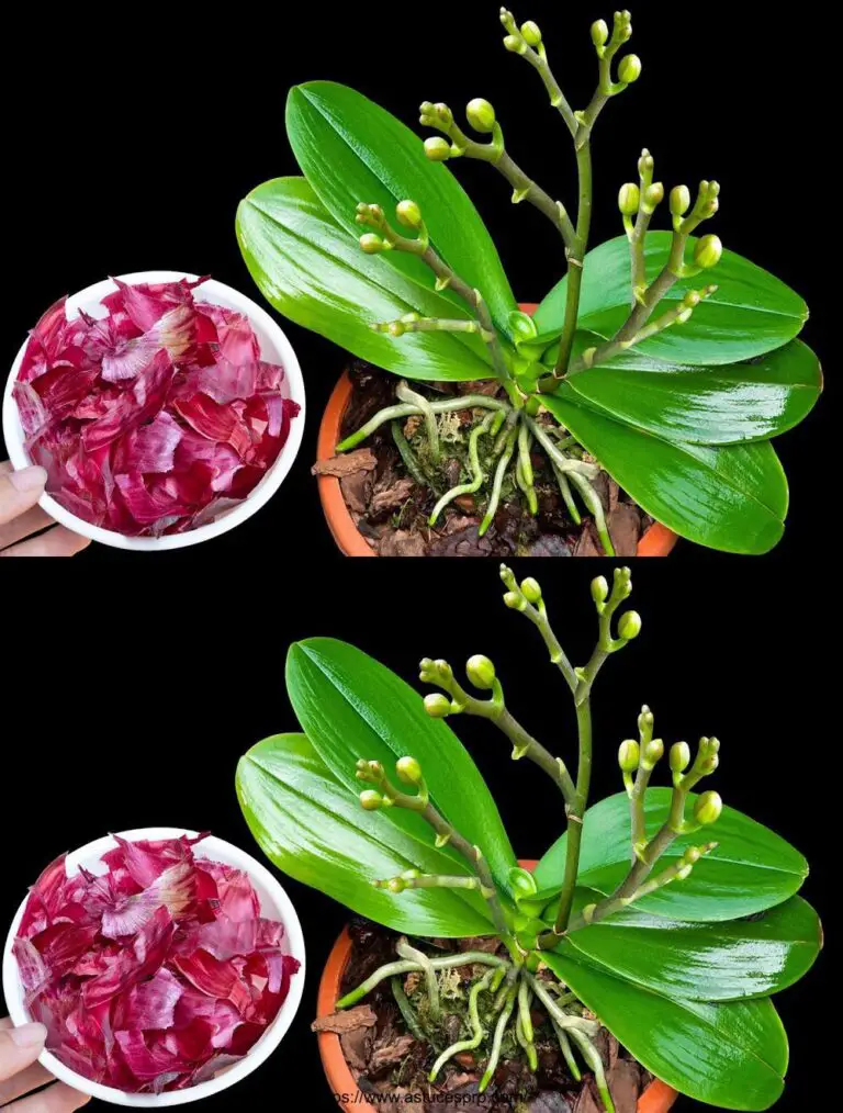 Agua esta planta y de repente hermosas orquídeas florecen en el jardín