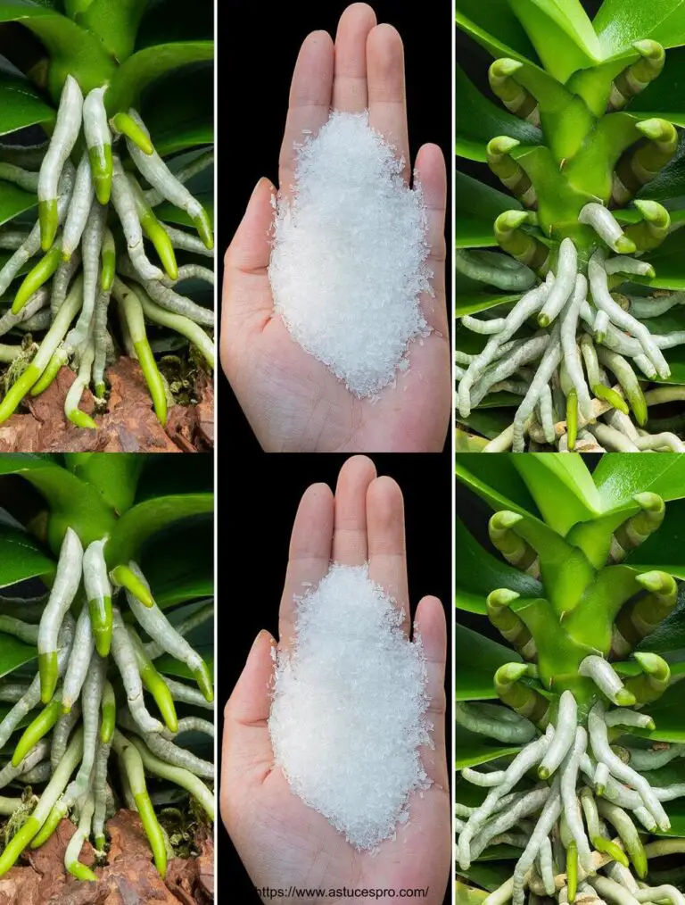 Vierte una cuchara en las raíces, raíces sanas y muchos brotes de orquídeas crecerán como por magia