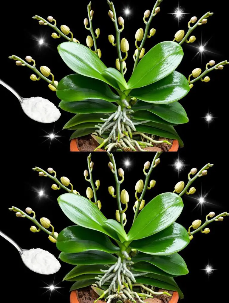 Milagrosamente, una cuchara hace florecer las orquídeas como por magia! (Cualquier planta)