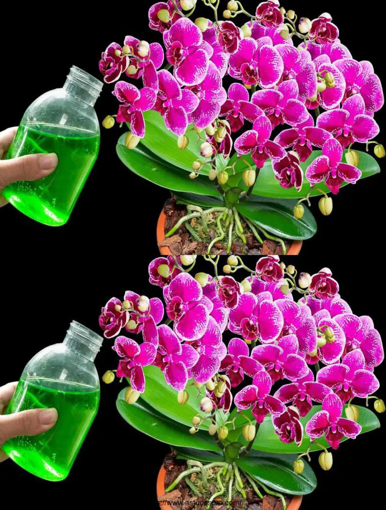 Sólo agua este milagro: las orquídeas florecerán los 365 días, no todos saben