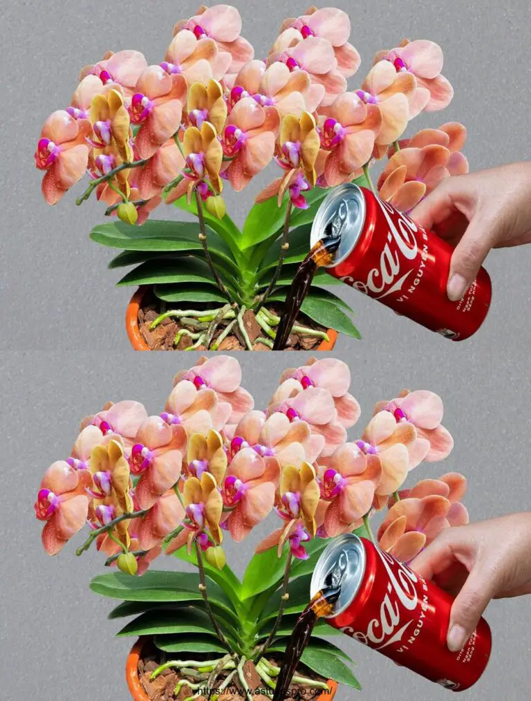 Una lata de coca, orquídeas florecerá en todas las estaciones sin esfuerzo