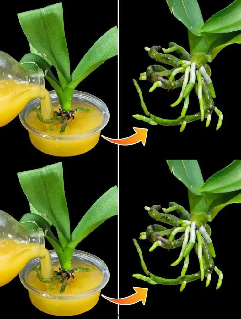 Sorprendentemente fácil: dar vida a una orquídea sin raíces con agua