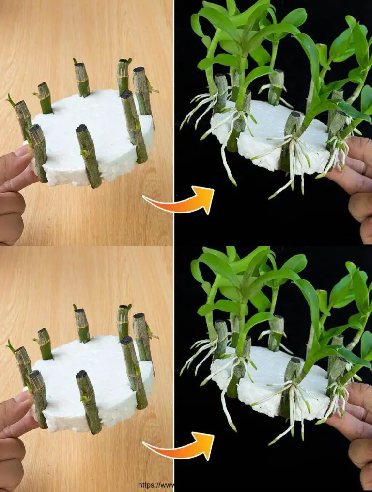 Descubre cómo difundir las orquídeas con agua, es fácil y accesible para todos