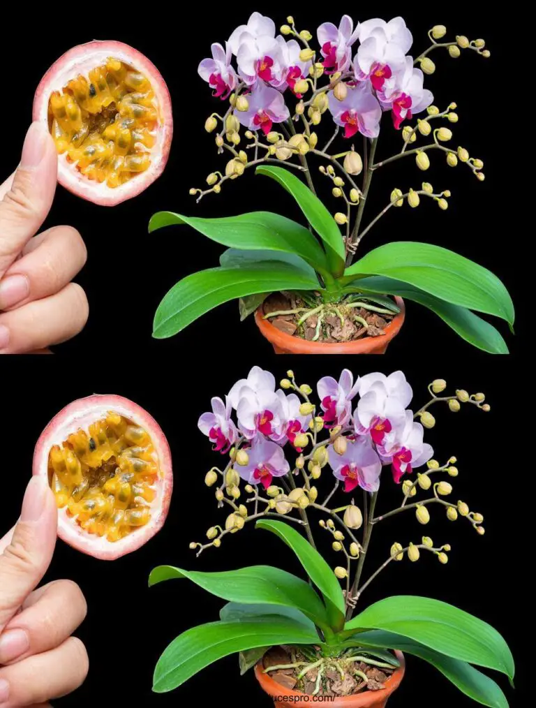 Agua bien este agua, las orquídeas florecen y arrastren en buena salud.