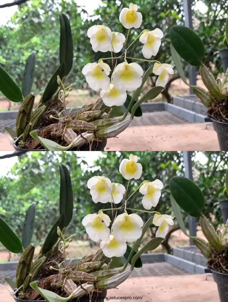 Rara descubrimiento: Dragón de Orquídeas Excepcional Escala Blanca