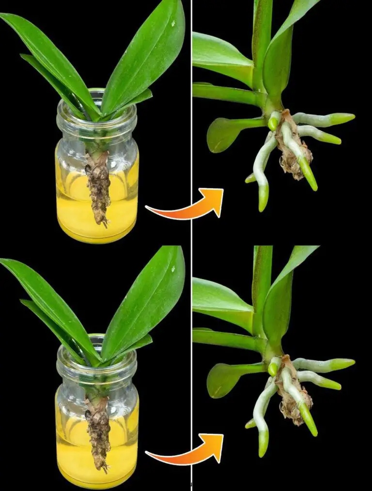 Pocas personas piensan en ello: Soak la orquídea en este agua y las raíces crecerán instantáneamente