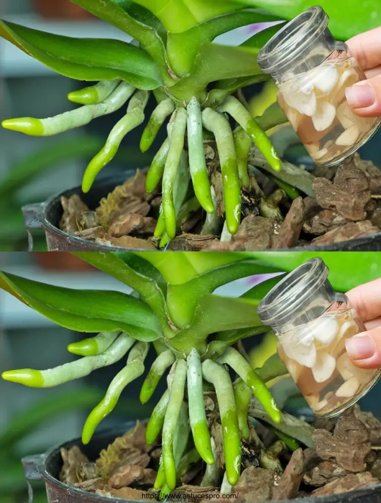 Las orquídeas antiguas rápidamente toman raíz y florecen con este truco