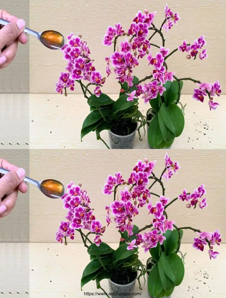 ¡Pour 1 cuchara a la raíz! La orquídea química de repente reventó 500 flores.