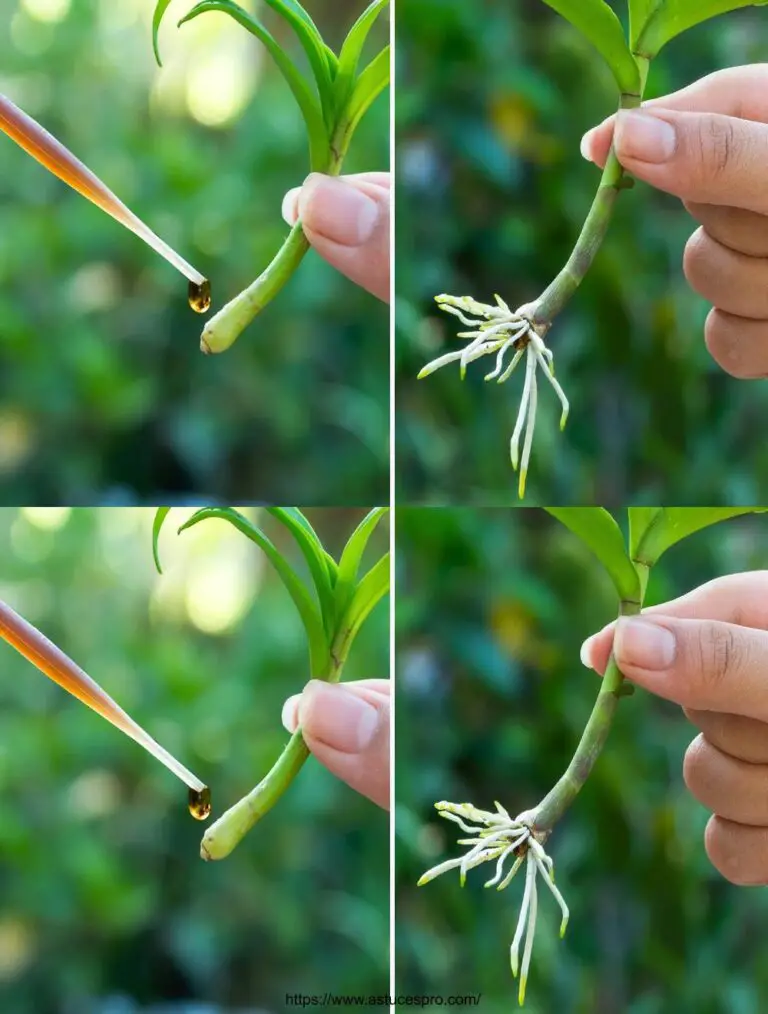 Un tubo único ayuda a la planta a tomar rápidamente raíces y producir hojas jóvenes