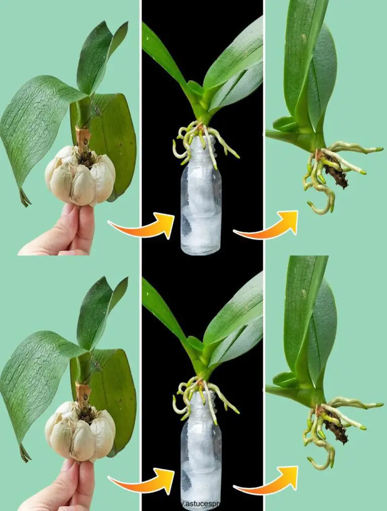 El Secreto para Revitalizar una Orquídea con Crecimiento Rápida de Botas y Hojas Jovenes con Agua