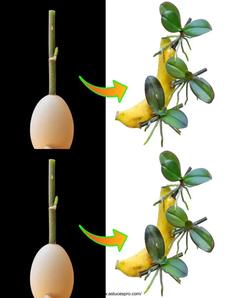 El secreto para cultivar orquídeas de un plátano y un huevo