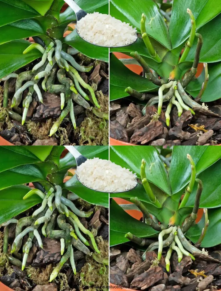 Alimenta esto si la orquídea no florece! Las orquídeas crecerán en muchas ramas