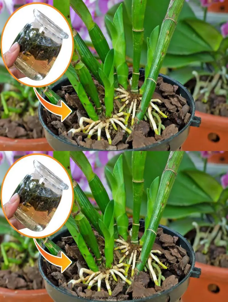 Agua esta planta y la orquídea florecerá para siempre!