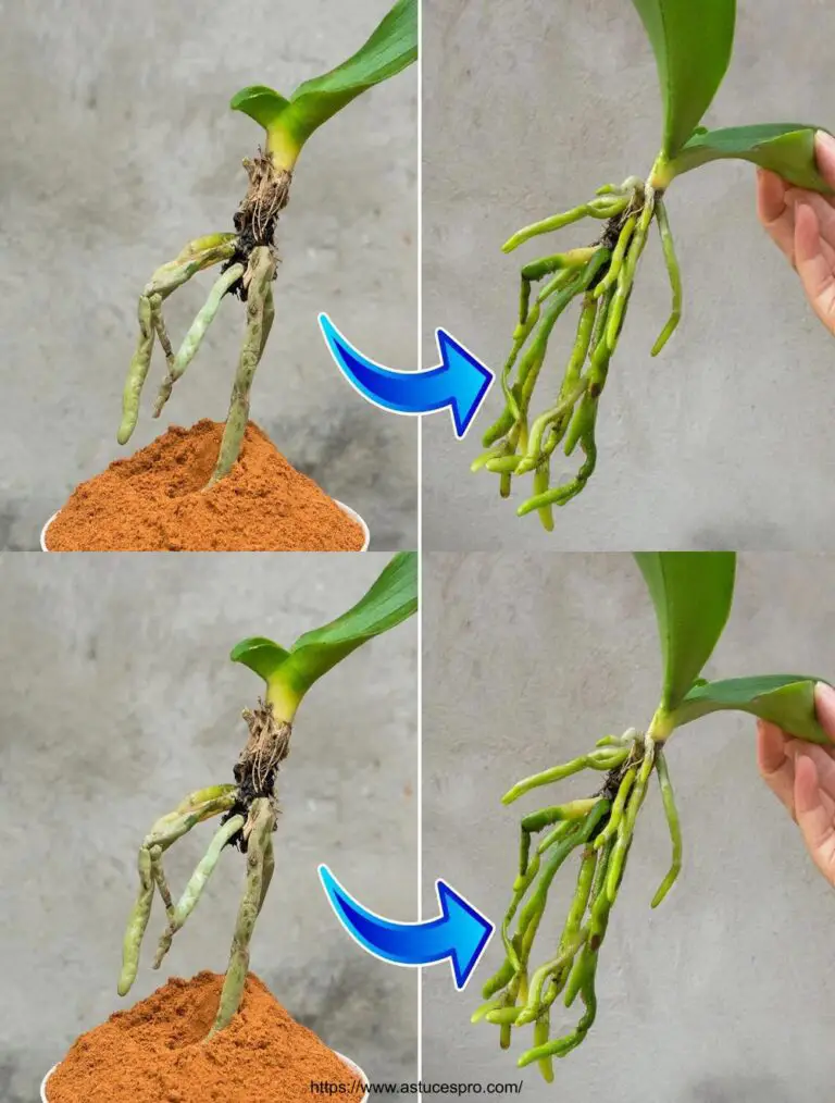 Descubre este secreto para revivir y multiplicar cualquier orquídea