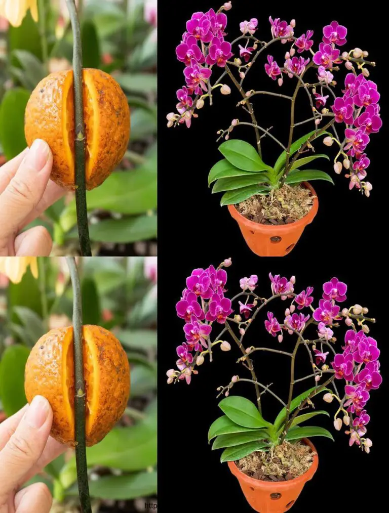 Sung por el poder de una naranja, la orquídea florece y se extiende para siempre