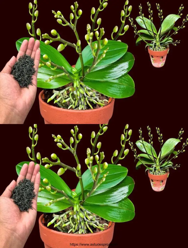 ¡Un spray era suficiente! De repente, cada nudo de orquídea floreció mucho más de lo habitual