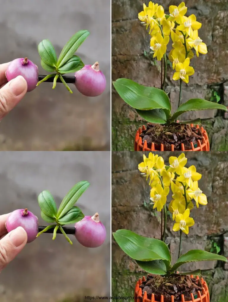 Milagrosamente, las cebollas ayudan a las orquídeas a enraizar instantáneamente y florecer todo el año.