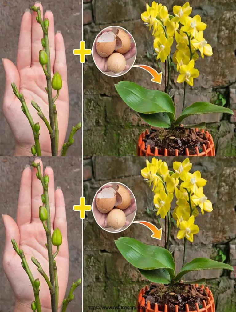 Simplemente aplicar la cáscara de huevo y la cáscara de orquídea y florecerá sin fin