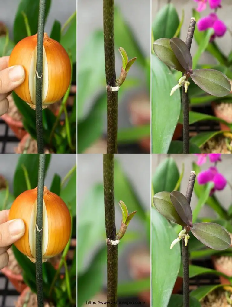 Inesperado: Orquídeas fácil de Propage de tallos de flores utilizando sólo cebollas