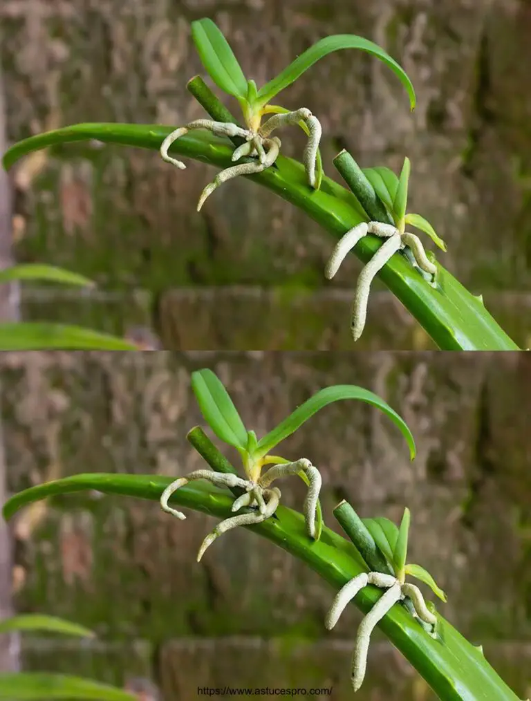 Pocas personas saben que las orquídeas se pueden propagar muy rápidamente de esta manera – Simplemente use el aloe vera