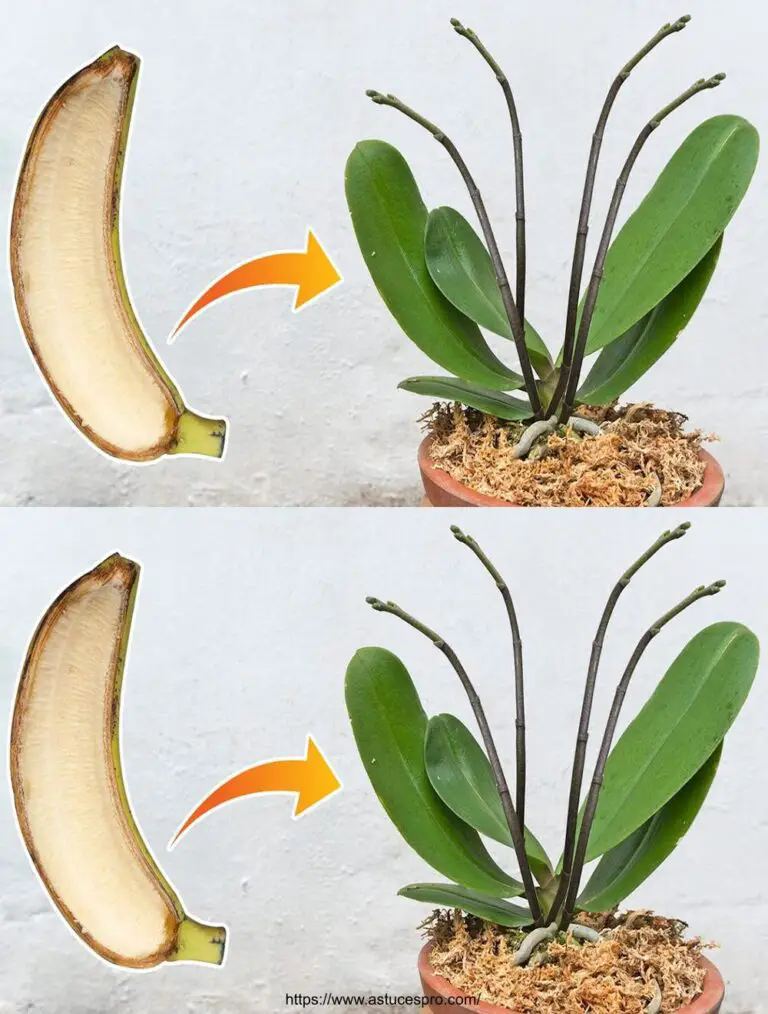 Hazlo con tu orquídea: las raíces y los brotes crecen como locos, sólo con un plátano.