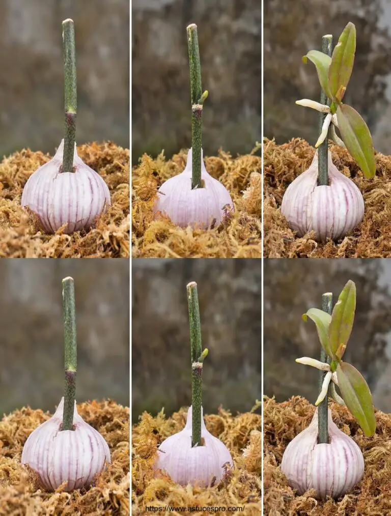 Haz florecer tu orquídea todo el año con ajo