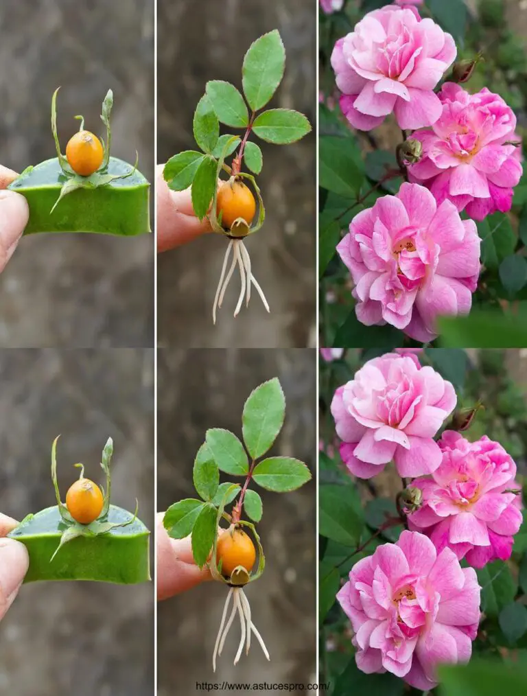 El método secreto de crecer rosas rojas de cortes con el aloe vera que todo el mundo ignora