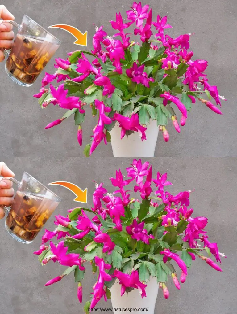 Método para propagar cactus navideños de hojas Flores en abundancia con este fertilizante