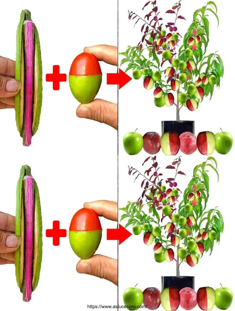 La técnica de trasplante de árboles frutales produce frutos únicos y hermosos de dos colores con una tasa de éxito del 100%