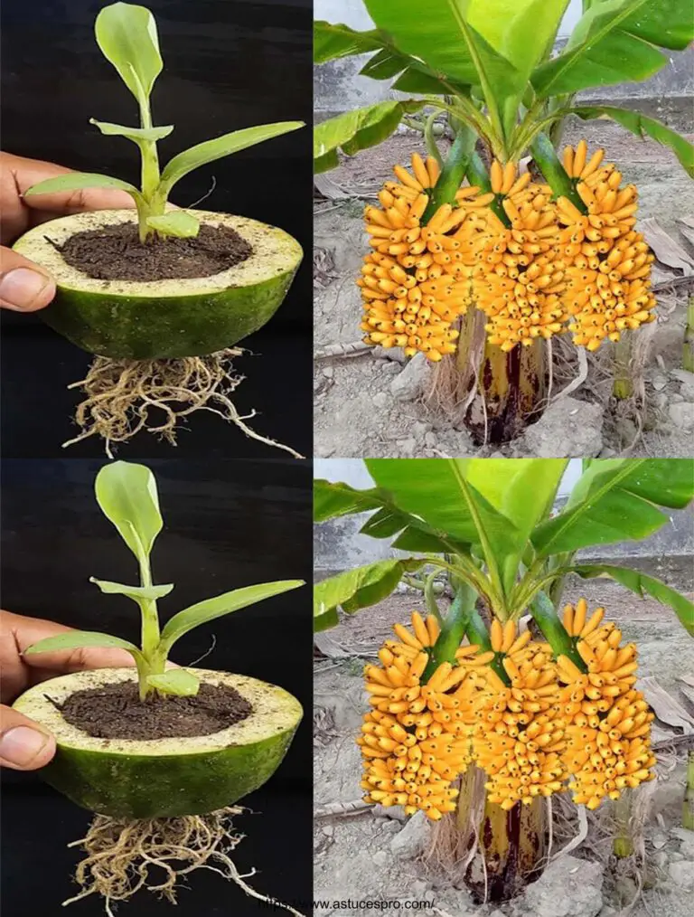 Criando un árbol de banana de crecimiento rápido estimulando papaya