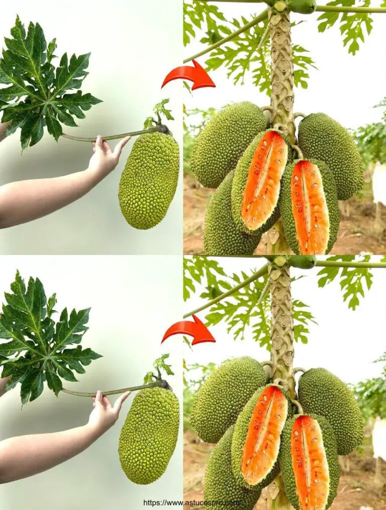 Raising super fruit by crossing the jacquier and papaya: a 100% success for all!