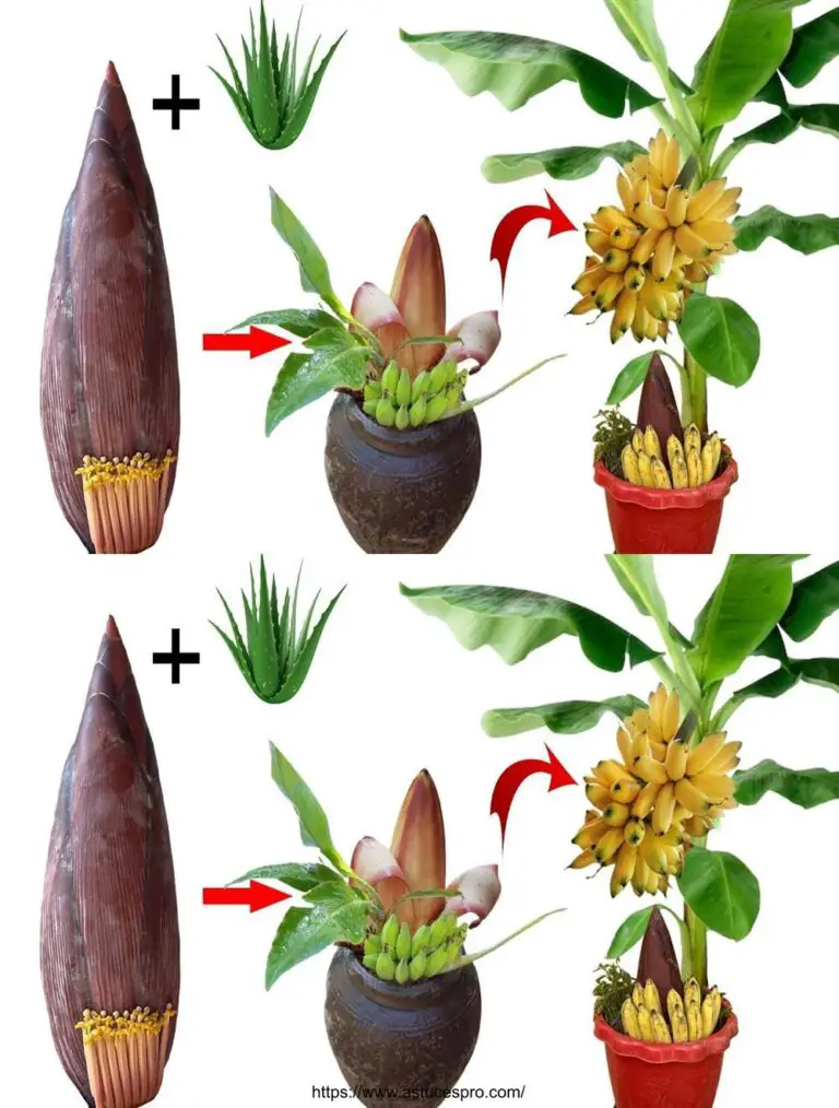 Consejos únicos para propagar plantas de plátano de flores de plátano y aloe vera