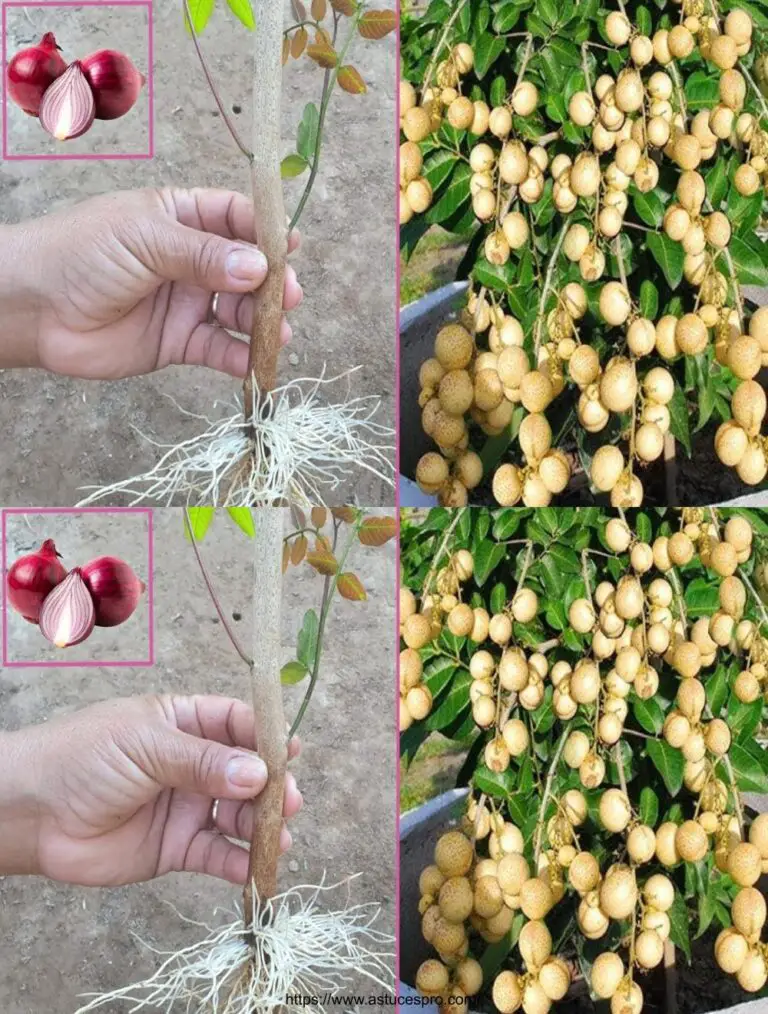 Técnica única de extender longano con bombillas de ajo para el consumo de frutas durante todo el año