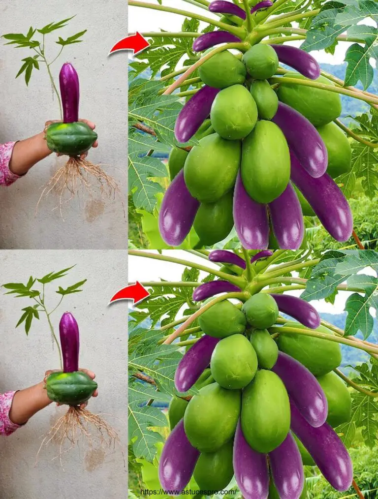 Cómo extender un árbol papaya a raíces milagrosas, más allá de la imaginación