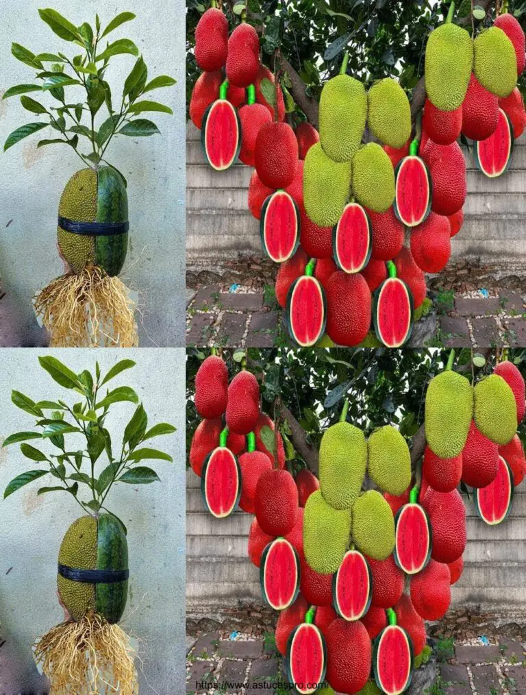 Cómo cultivar fruta, la fruta más única del mundo, para un alto rendimiento