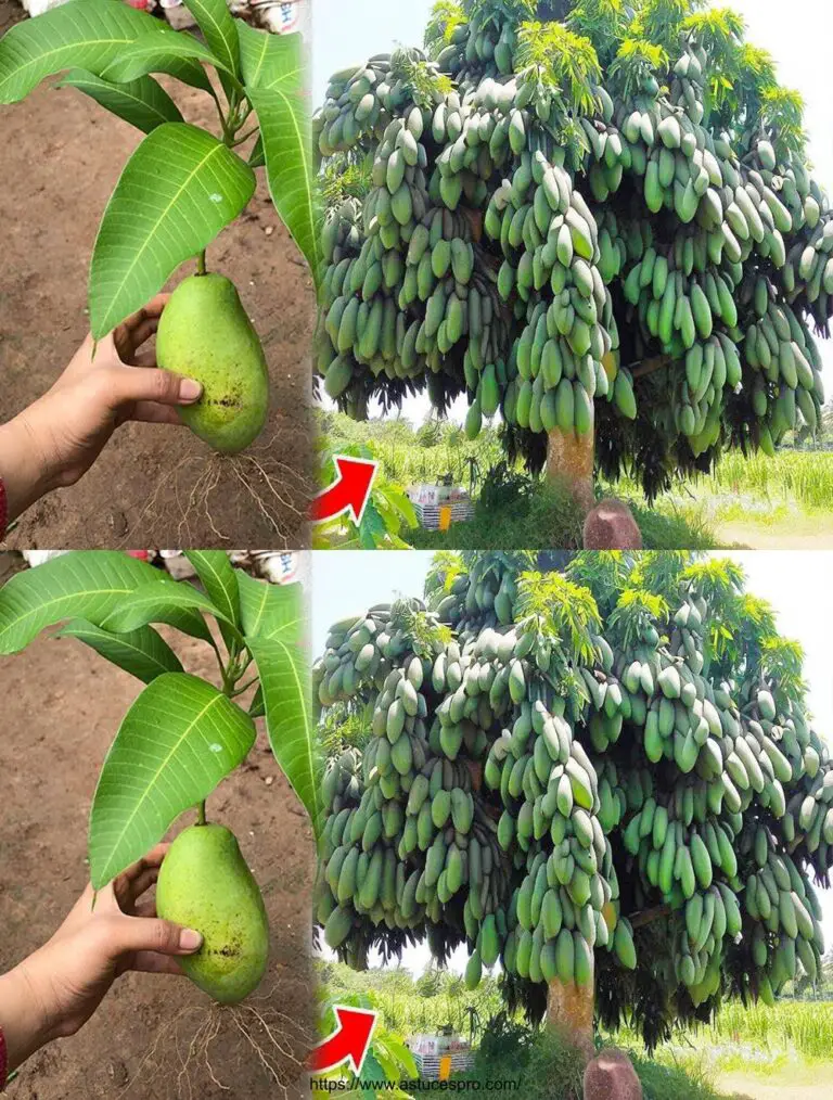 Crece árboles de mango con tomates para crecimiento rápido y sorprendente