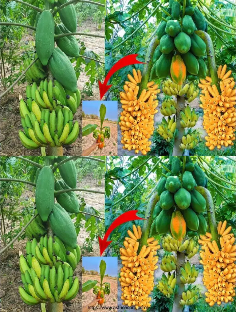 Me sorprendió propagar plantas de plátano de esta manera, ¿y tú?