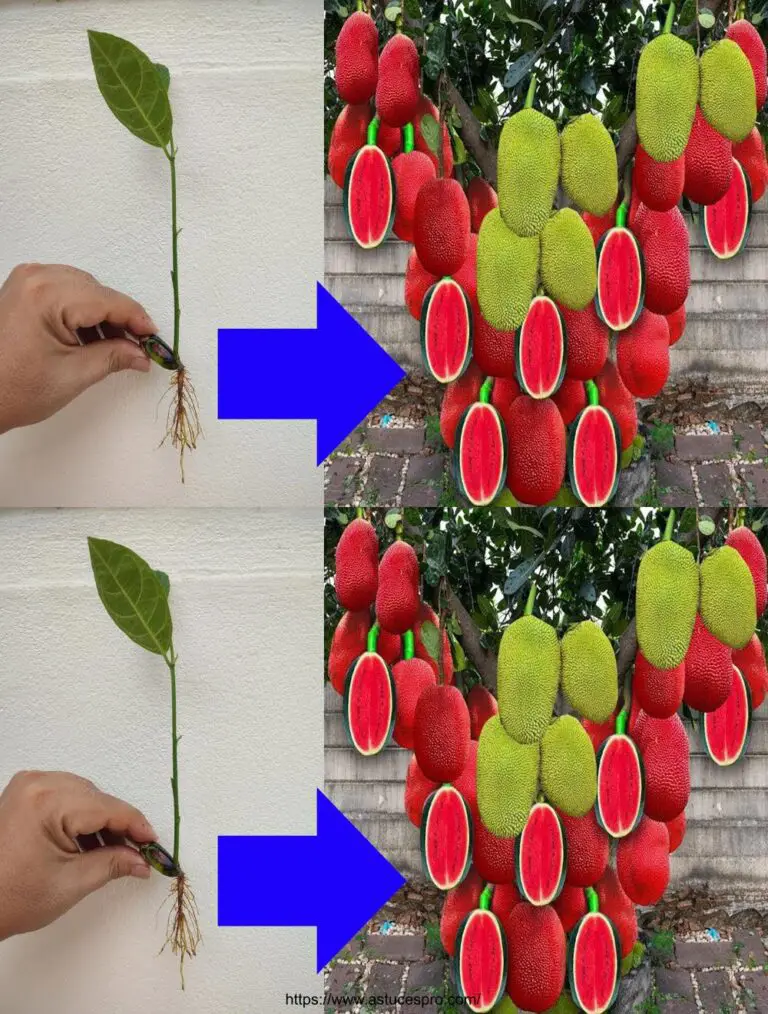 Crece jacquier de semillas para saborear esta súper fruta todo el año