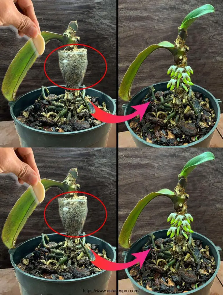 ¡Ajo! La vieja orquídea se vuelve joven de nuevo y flores continuamente durante 5 años