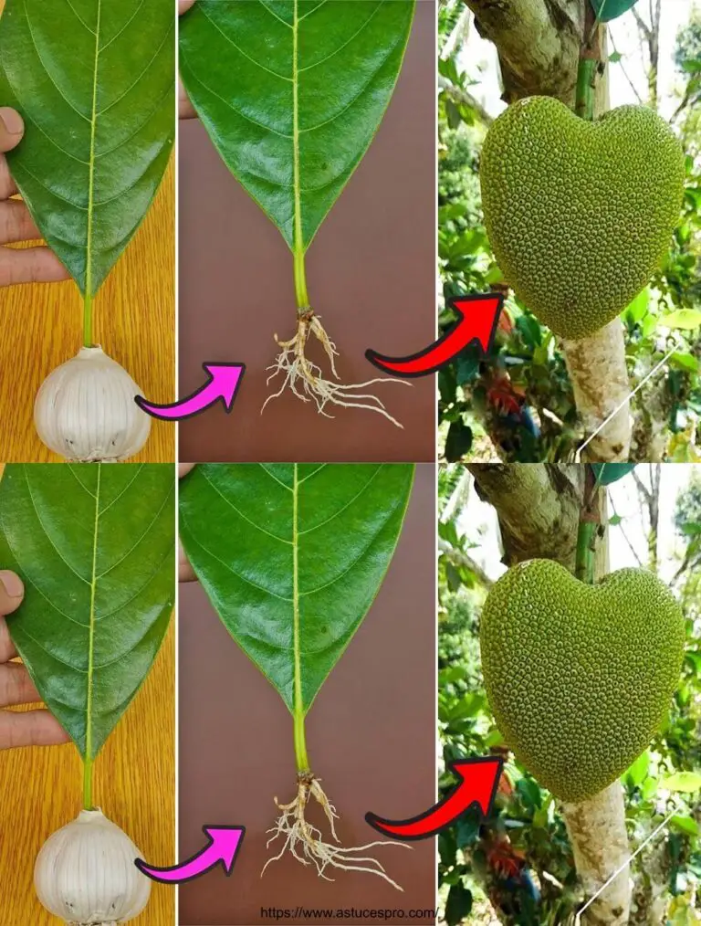 Difícil de creer: Cómo crecer jacquier y hojas de ajo para crecer un jacquier