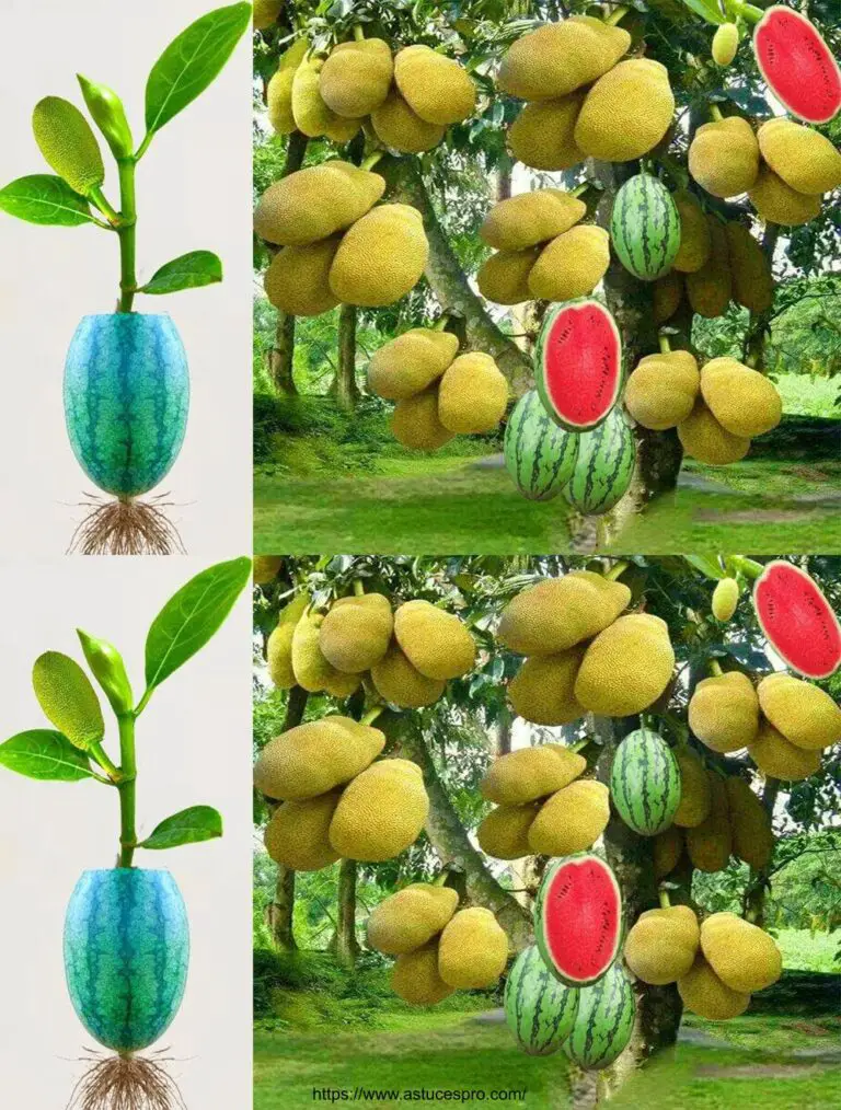 Técnica única para cultivar exitosamente frutillas de coco para el arraigo ultrarrápido